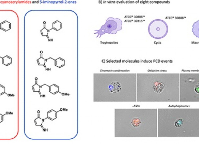 Synthesis and Biological Evaluation of Cyanoacrylamides and 5-Iminopyrrol-2-Ones Against Naegleria fowleri