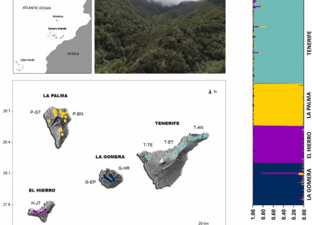Inter and intra-island genetic structure and differentiation of the endemic Bolle's Laurel Pigeon (Columba bollii) in the Canary archipelago