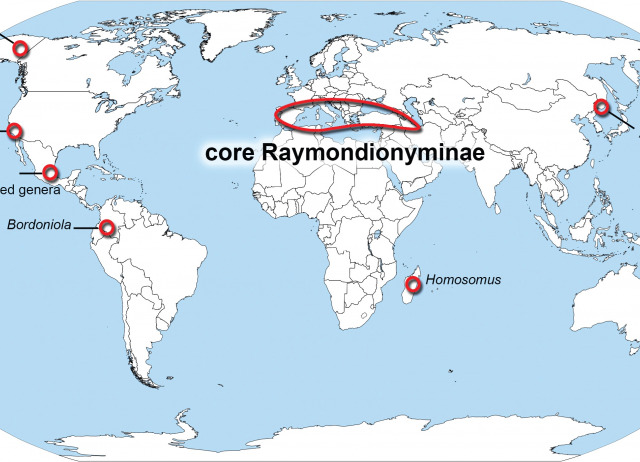 Mitochondrial phylogenomics reveals the sister relationship between the endogean Mediterranean raymondionymine weevils and the remaining 51,000+ Curculionidae (Coleoptera)