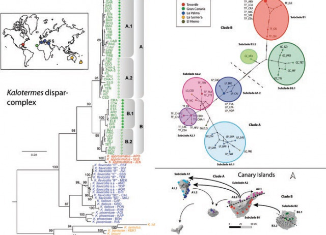 Molecular analyses of the Kalotermes dispar-complex (Blattodea: Kalotermitidae) from the Canary Islands reveal cryptic intraspecific divergence and a connection to a lone Nearctic congener 