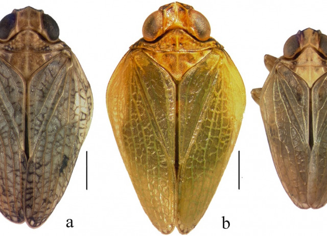 Taxonomy and evolution of the Canarian Issus Fabricius, 1803 (Hemiptera: Fulgoroidea: Issidae) based on morphological and molecular data