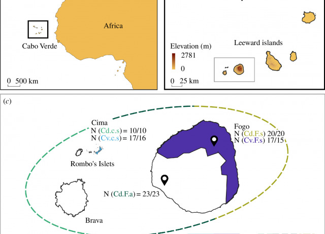 Smaller islands, bigger appetites: evolutionary strategies of insular endemic skinks