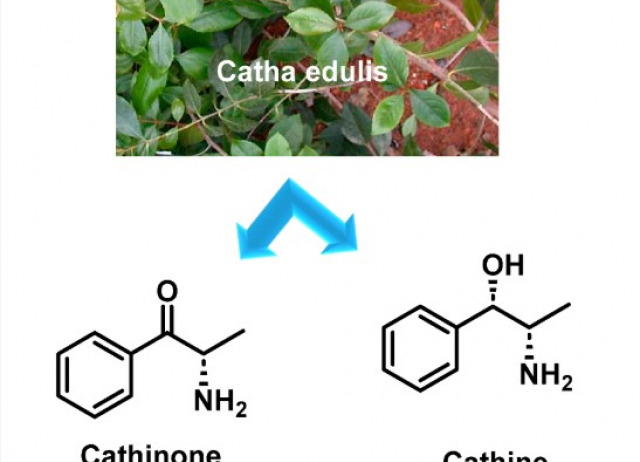 From Psychoactivity to Antimicrobial Agents: Multifaceted Applications of Synthetic Cathinones and Catha edulis Extracts