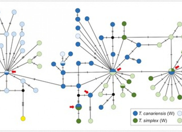 Arthropod mtDNA paraphyly: a case study of introgressive origin