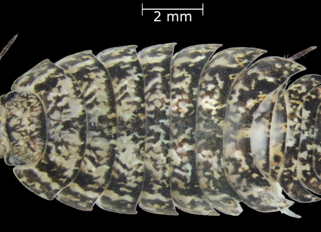 Porcellio aguerensis -  Raúl Orihuela - IPNA-CSIC