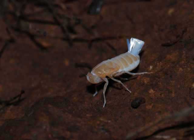 Chicharrita subterránea - FOTO Pedro Oromí (ULL)