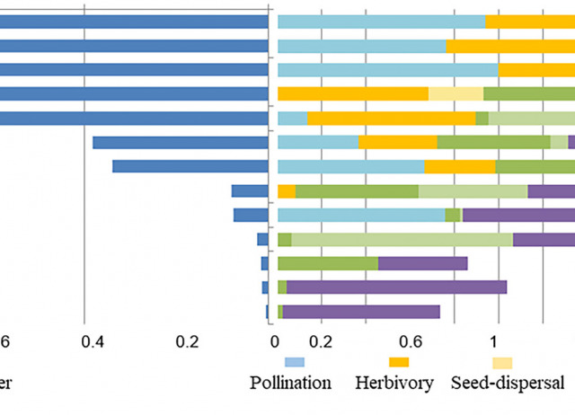 Disentangling small-island multilayer networks: Underlying ecological and evolutionary patterns