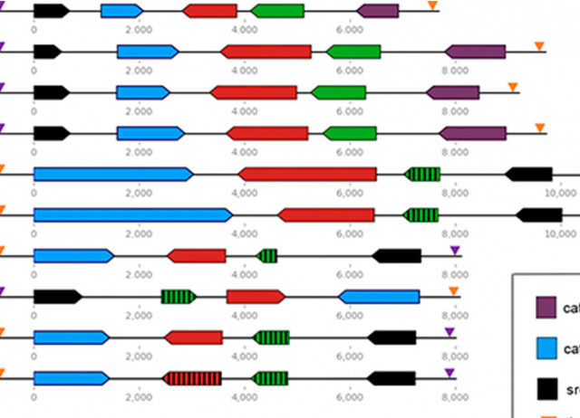Exploring diversity in avian immune defence: Insights from cathelicidin clusters