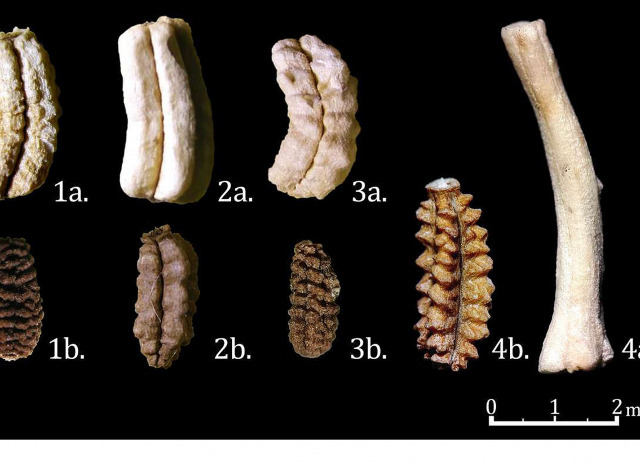 Taxonomic assessment and historical context of Reichardia intermedia (Asteraceae) in the Canary Islands
