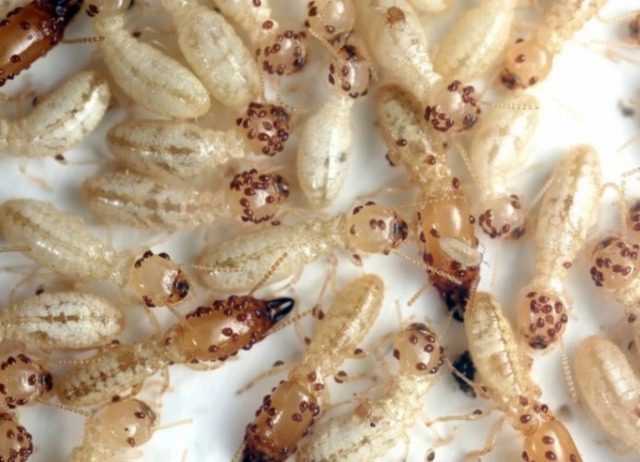 termitas-subterráneas - FOTO David Mora