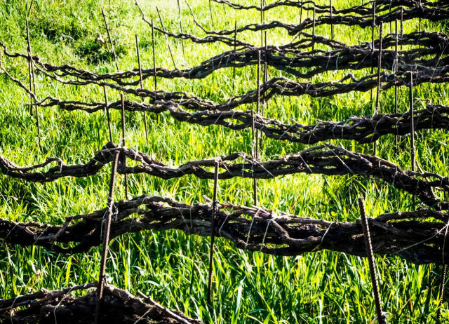 Vid - FOTO - Juan felipe García