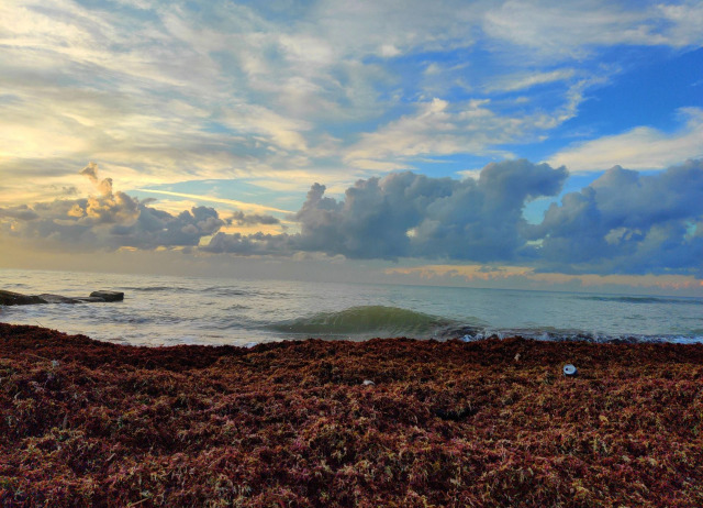 Algas en la costa | Foto de Yuval Birger (Pixabay)