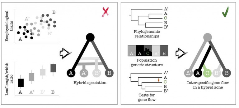 Digest: Revisiting morphology-derived hypotheses of hybridization in the light of genomics