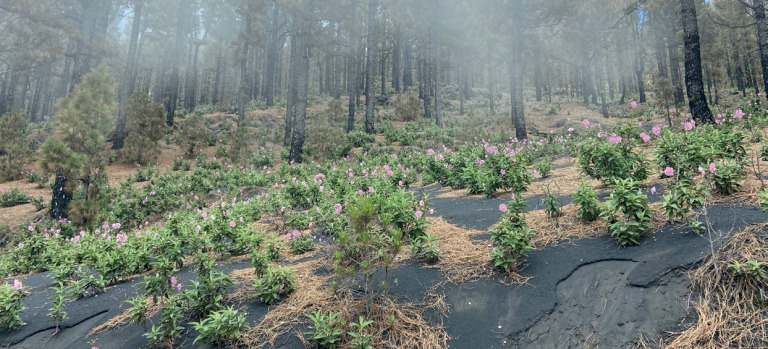 Resiliencia del pinar canario después de la erupción del volcán Tajogaite (La Palma, 2021)