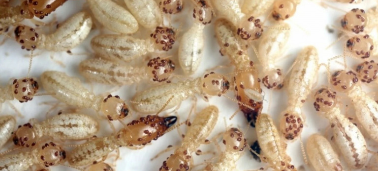 termitas-subterráneas - FOTO David Mora