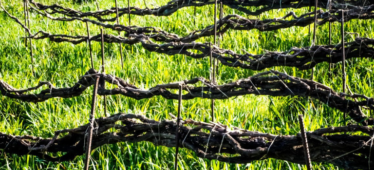 Vid - FOTO - Juan felipe García