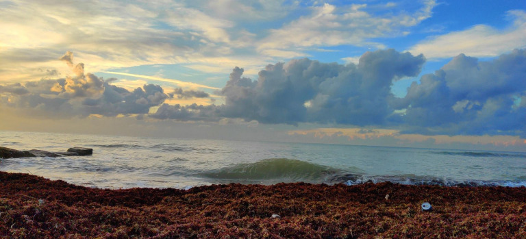 Algas en la costa | Foto de Yuval Birger (Pixabay)